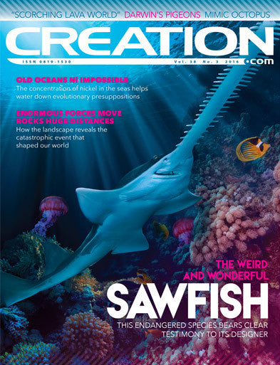 Creation Magazine:  Sawfish  (Issue 38:3)