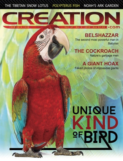 Creation Magazine:  Parrot - Unique Kind of Bird  (Issue 37:3)